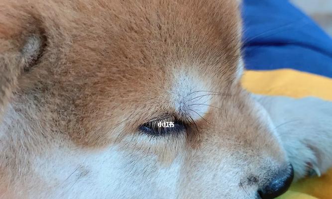 揭秘狗狗睫毛的奥秘（探索狗狗睫毛的形态和功能）