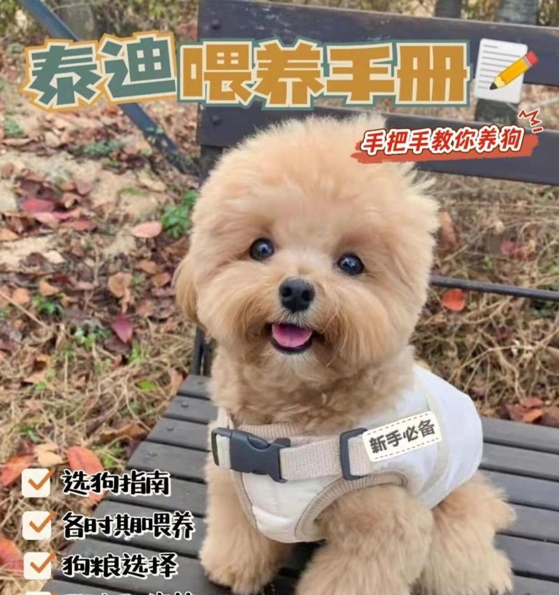 泰迪四个月喂养指南（细致呵护宝贝泰迪成长）