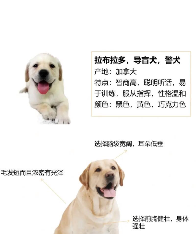 拉布拉多犬的品种特点及选择指南（从性格到体型，了解拉布拉多犬的各种品种）