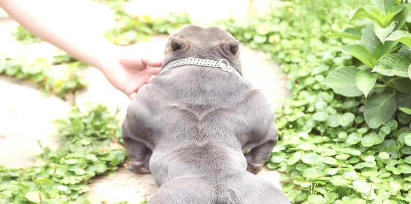 恶霸犬掉毛的原因及解决方法（揭秘恶霸犬掉毛的真相，解决你的困惑）