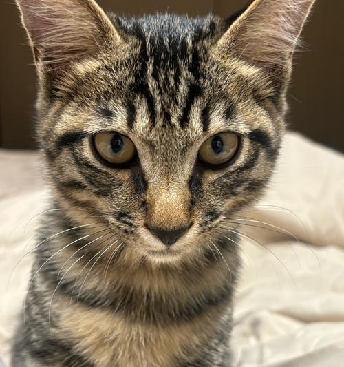 揭示猫为何以尾巴不动的情况（探究猫尾巴静止的原因及其意义）