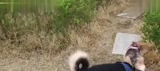 揭秘狗为何热衷于嗅草的原因（解析狗狗爱闻草背后的奥秘，探寻其行为的本质）