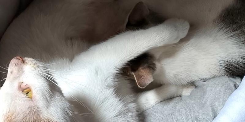 为什么猫看见我就踩奶？（探究猫咪踩奶行为的原因与心理）