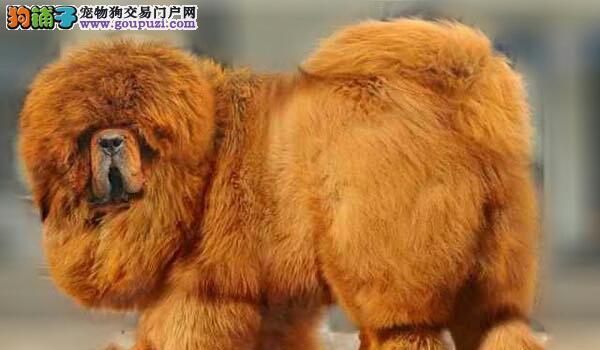 三个月的藏獒可以吃生鸡架的好处（增强体质，促进生长发育，提高免疫力）