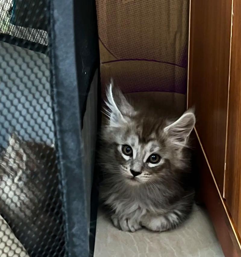 探究猫咪心脏病的成因与预防措施（揭开猫咪心脏病的谜团，保护爱宠健康）