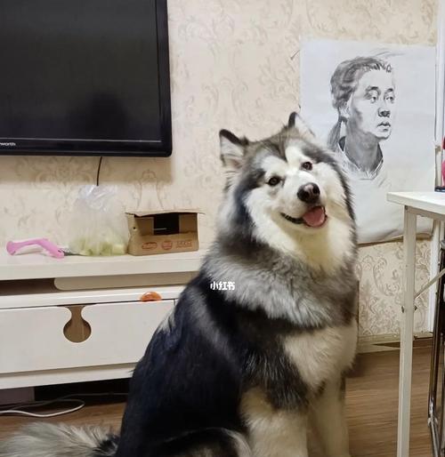 一岁阿拉斯加的补钙食物指南（为你的宠物提供健康成长所需的关键营养）