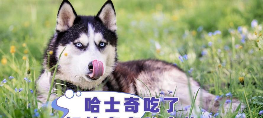 一个月的幼犬的饮食指南（了解幼犬饮食需求，让它健康成长）