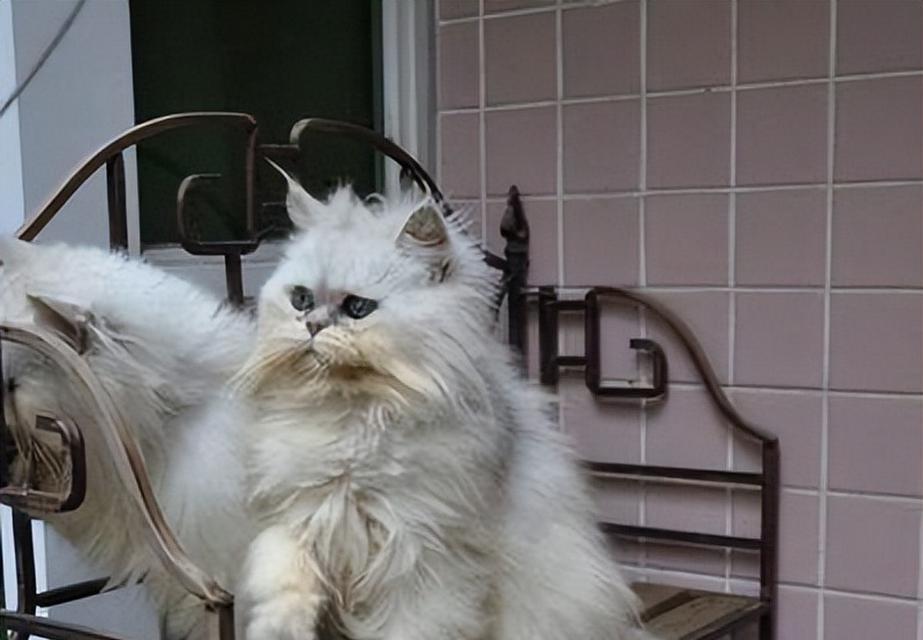 金吉拉猫的多彩世界（探索金吉拉猫的各种颜色与特点）