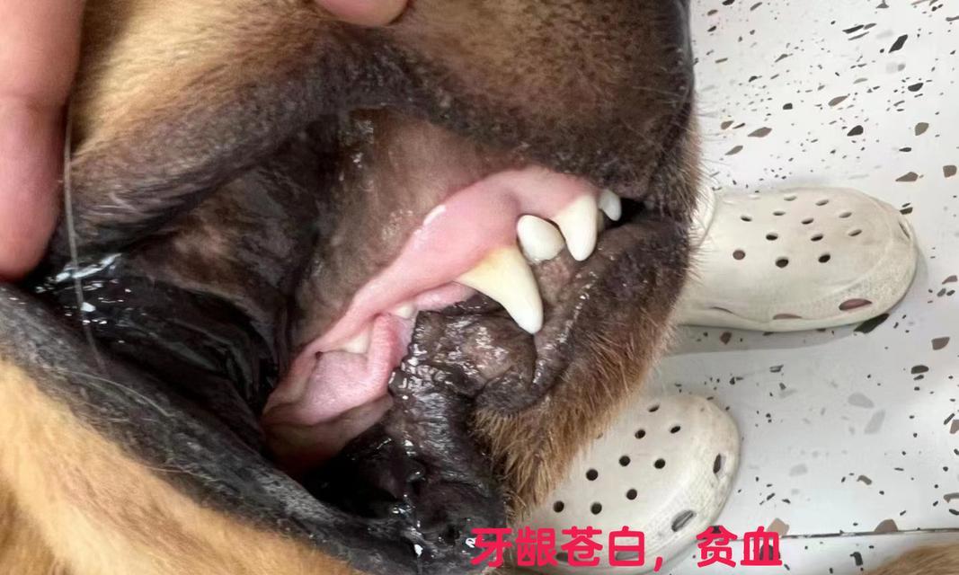 以巴贝斯虫的治疗方法——打什么针？（探索最有效的治疗方案）
