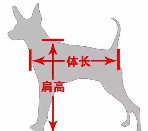以马犬驱虫的注意事项（保护宠物免受寄生虫侵害的关键措施）