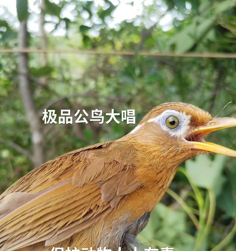画眉鸟——优雅的外表（揭秘画眉鸟的魅力）
