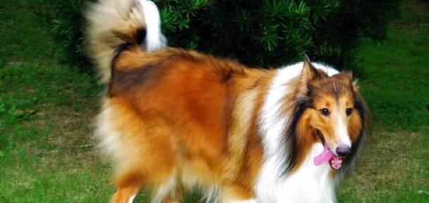 牧羊犬如何正确补充钙片（了解牧羊犬钙片需求，科学补充）