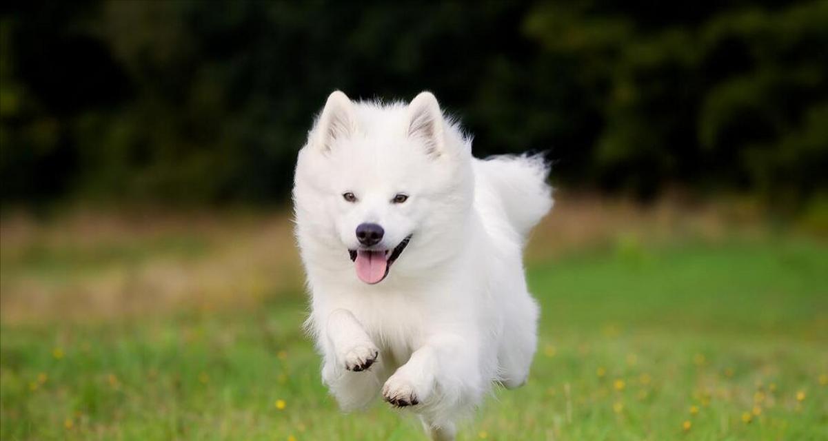探寻萨摩耶犬的魅力与特点（了解萨摩耶的性格、外貌和养护要点）