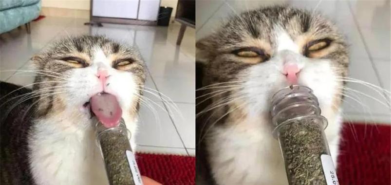 猫咪的敏感嗅觉（探究猫咪对特定气味的恐惧原因以及如何处理）