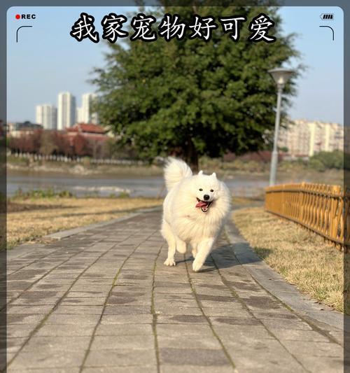 萨摩耶的毛色选择与饮食（如何为你的萨摩耶选择最佳毛色）