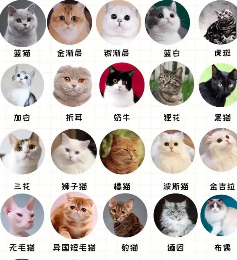 黄颜色的猫的品种特点及养殖技巧（探索黄色猫咪的独特魅力与养护要点）