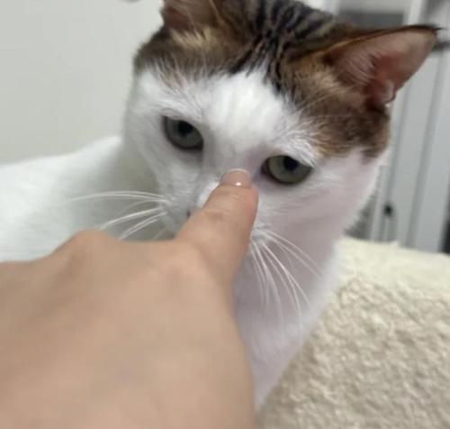 猫咪是挑剔的食客（了解猫咪的食物偏好，让它们健康快乐地生活）