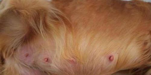 狗快生了的常见症状及处理方法（了解狗快生了的症状和应对方法，保障母狗和幼犬的健康）