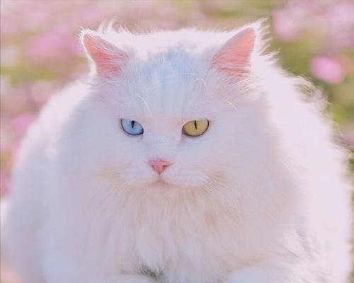 以波斯猫杂种长什么样子？（探索波斯猫杂种的外貌特征与个性特点）