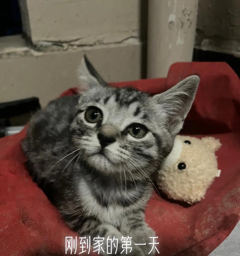 虎斑猫的最佳配对对象是什么？（探索虎斑猫与其他猫种的完美搭配）