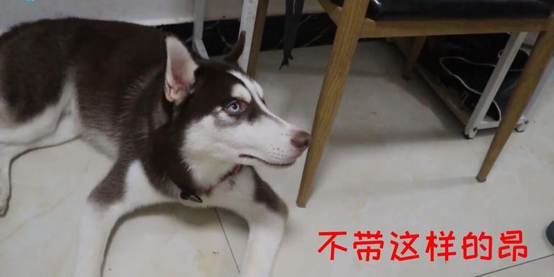 狗为何害怕人类吹气？（揭秘狗对人吹气的恐惧感）