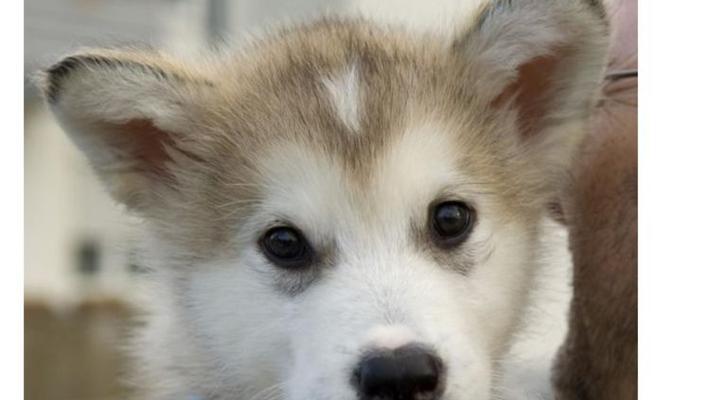 揭秘阿拉斯加犬尿黄流口水之谜（探索阿拉斯加犬身体状况的关键原因）
