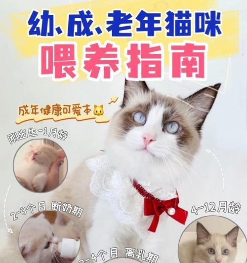 小猫的人工喂养之喂养奶的选择（为小猫提供适合喂养的奶类产品）