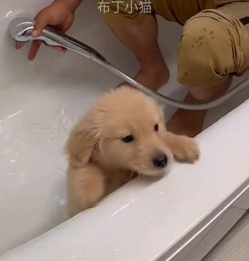 爱洗澡的拉布拉多犬（了解拉布拉多犬对洗澡的喜爱和需求）