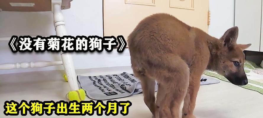 狗为什么两个月长不大？（探究狗狗生长发育的奥秘）
