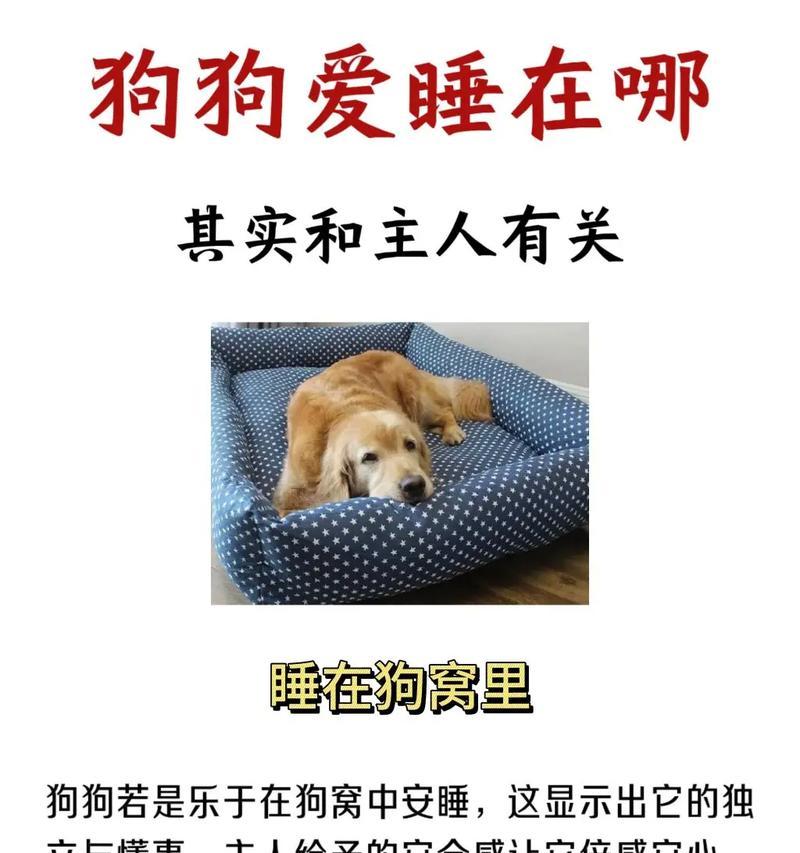 小狗选择适合睡觉的地方（宜居环境与狗狗健康的）