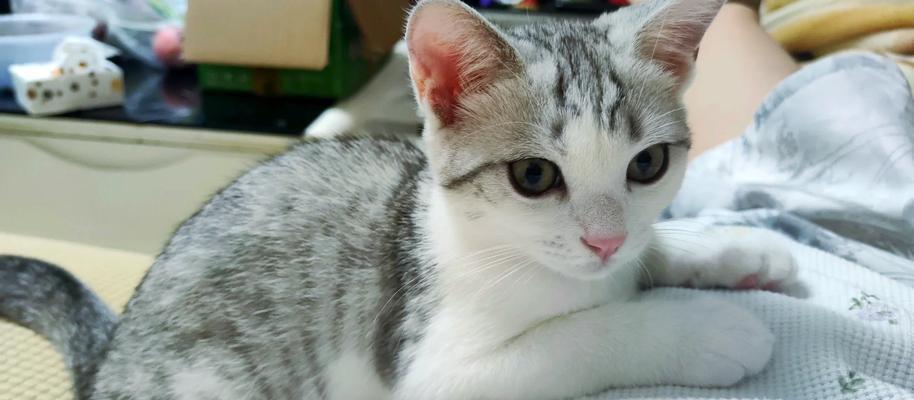 小猫为什么一直咬东西？（探究小猫咬东西的原因和解决方法）