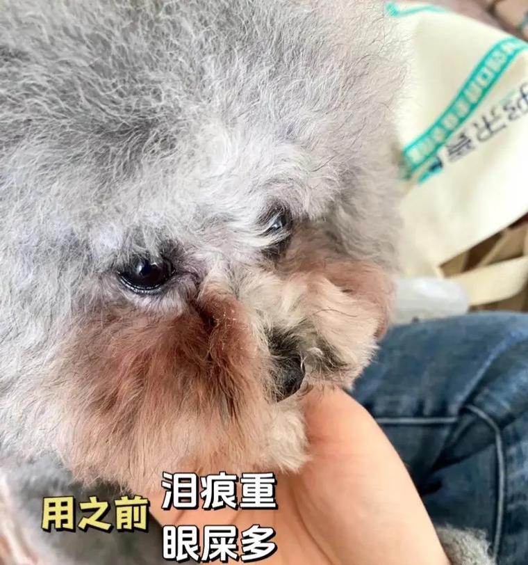 揭秘狗狗泪痕的奥秘（泪痕是狗狗面部问题的信号灯）