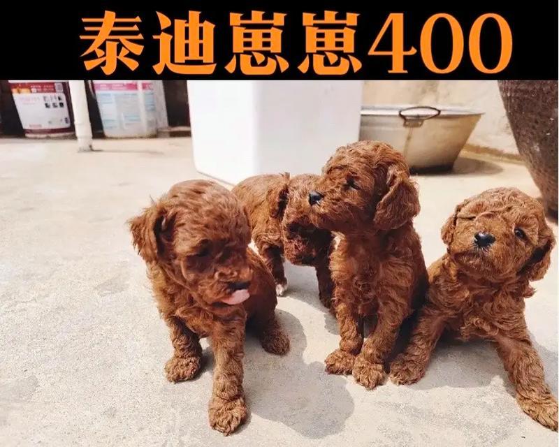 泰迪小崽的养护（为你的泰迪宝宝提供最佳保护）