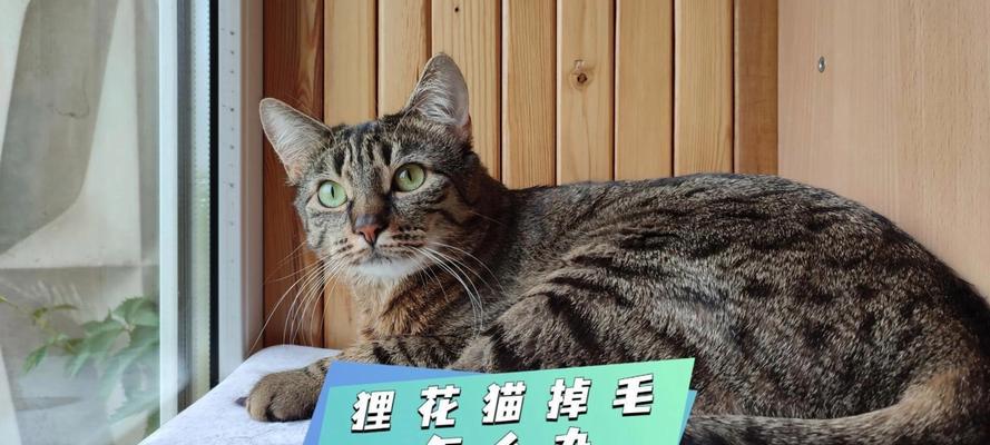 揭秘猫褪毛的时间规律（猫毛变换的奥秘及影响因素）