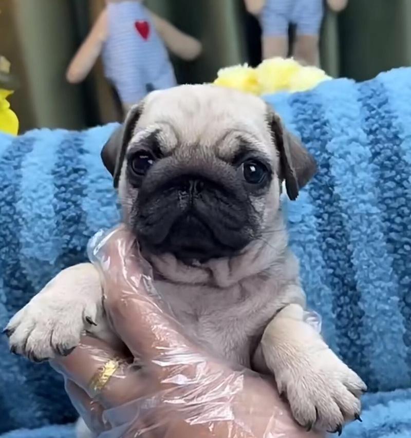 探寻以巴哥犬的主要毛色（探索以巴哥犬毛色的多样性与特点）