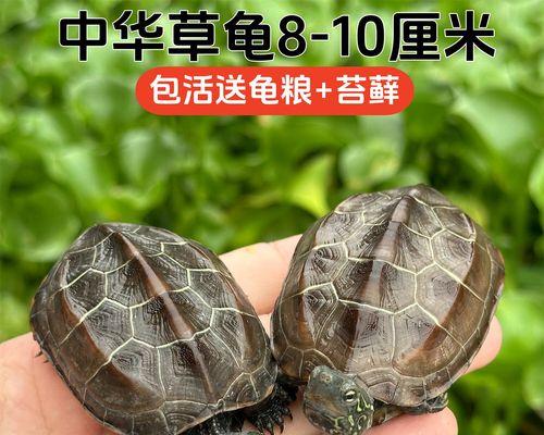 选择合适的龟类宠物（以养什么龟好？如何选择适合的龟类宠物？）