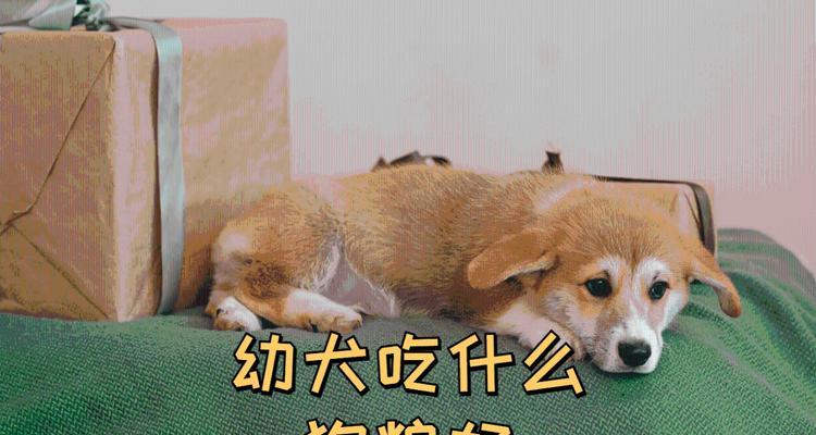 幼犬饮食指南（宝宝狗的饮食需求和健康成长关键）