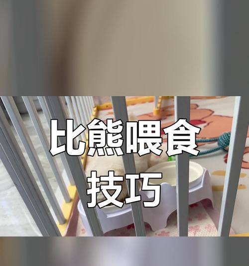 成犬比熊的喂养时机和饮食要点（培养健康宠物）