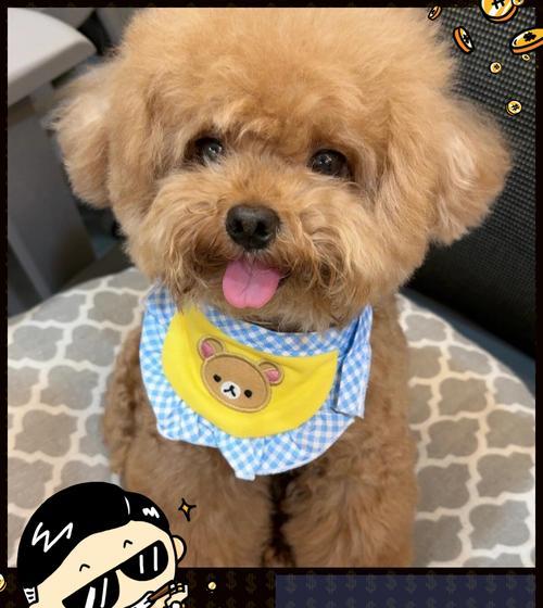 泰迪犬的健康饮食指南（了解泰迪犬的食物需求，让它们健康成长）