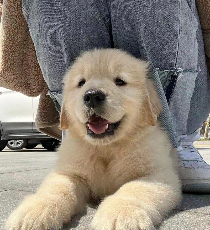 金毛犬的毛粗原因（探究金毛犬为何拥有粗毛和相关特点）