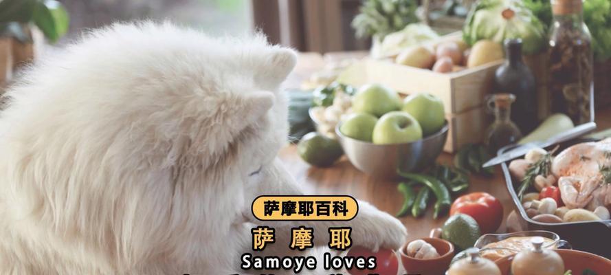 萨摩耶的饮食习惯之青菜篇（探索萨摩耶的饮食习惯及适合其食用的青菜种类）