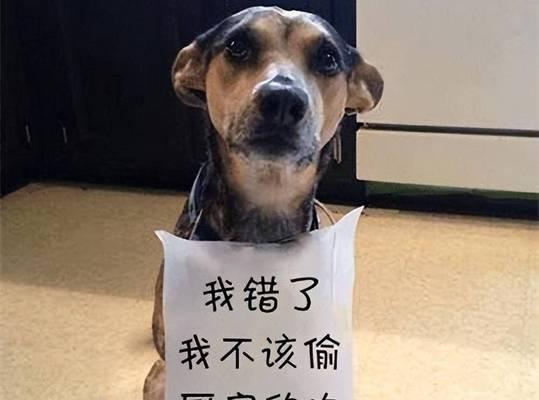 小狗呜呜呜的意思是什么？（探寻小狗呜呜呜的含义与表达方式）