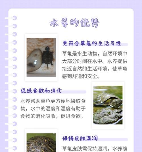 中华草龟的水质要求及饮水习性（探究中华草龟生活中所需的水质条件及其饮水行为习惯）