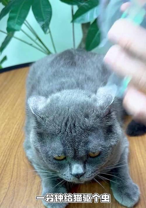 猫咪驱虫，守护宠物健康（为爱猫咪驱除寄生虫，让它们过上健康幸福的生活）