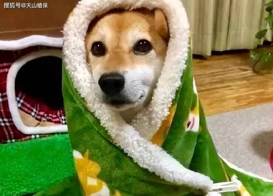 为什么我家狗狗浑身发抖（探究狗狗发抖的原因及解决方法）