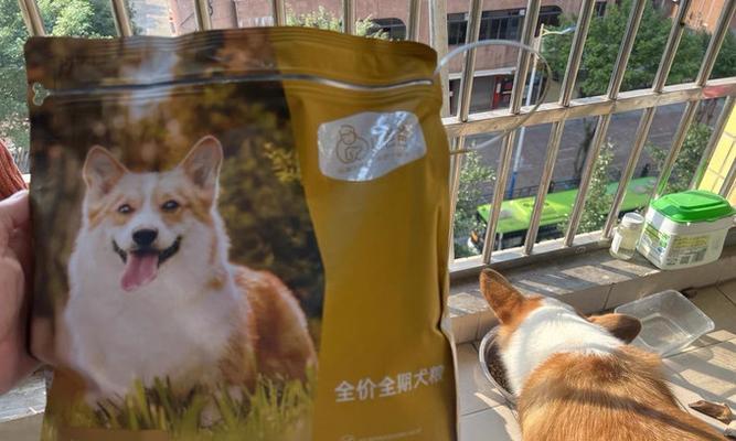 柯基幼犬的饮食要求（营养均衡的饮食对幼犬成长至关重要）