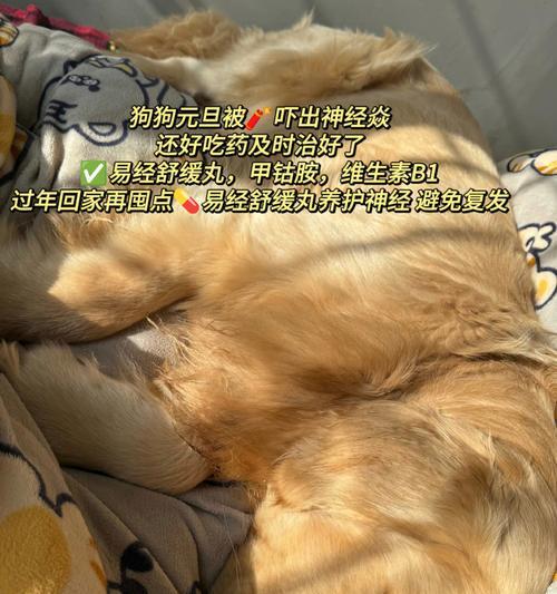 小狗为什么不吃饭？（探究小狗不吃饭的原因及解决方法）