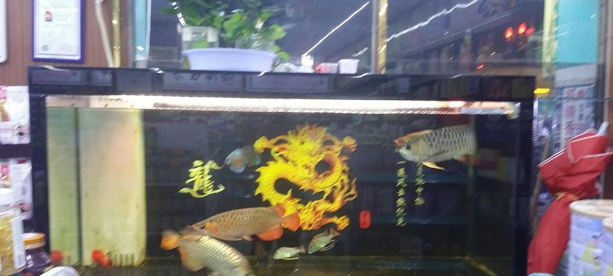 金龙鱼的优质混养伙伴（与何种鱼混养能够促进金龙鱼的健康生长？）