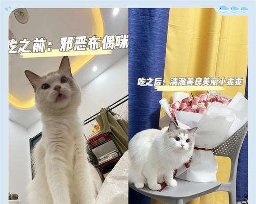 为什么猫咪不喜欢吃干粮？（探究猫咪对干粮不感兴趣的原因及解决办法）