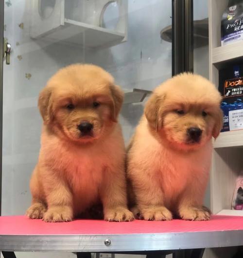 金毛犬药物使用指南（了解金毛犬的用药常识，为它的健康保驾护航）